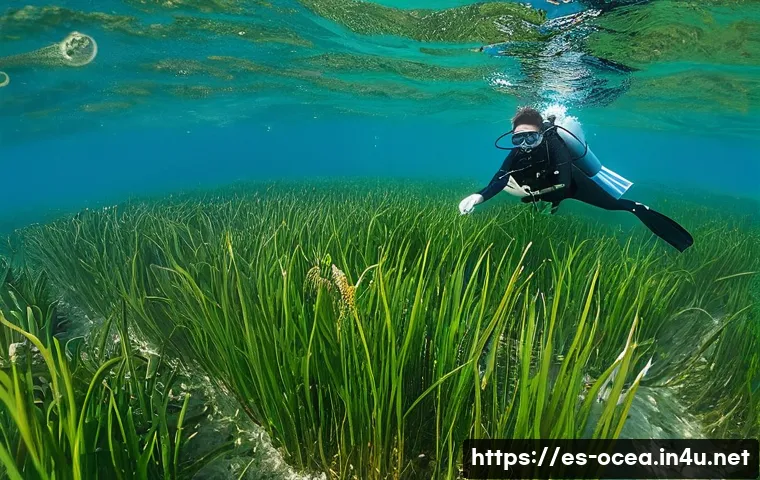 7 estrategias sorprendentes para restaurar ecosistemas marinos y proteger la biodiversidad costera 4 해양 생태 복원 프로젝트 관련 이미지 2